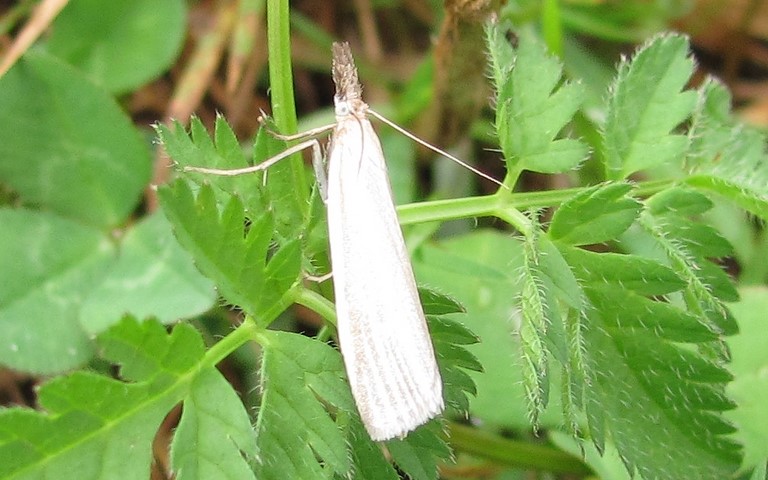 Papillons - Crambus perlé - Crambus perlella
