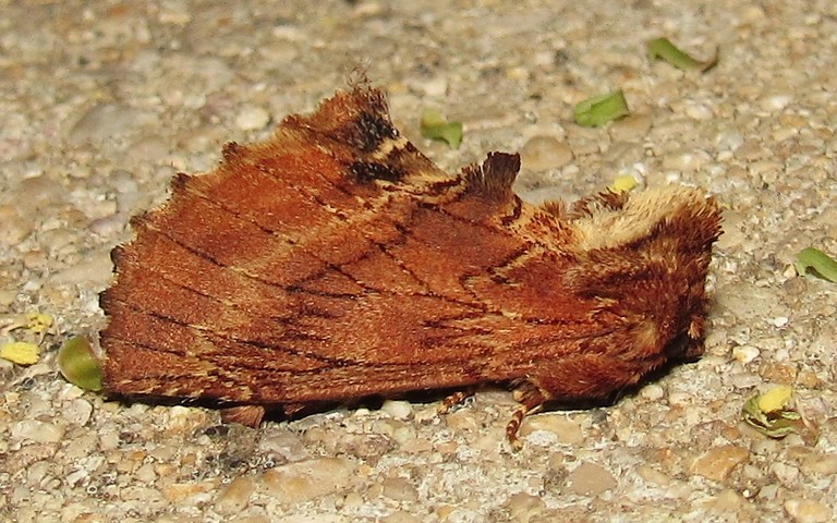 Papillons - La crête de coq - Ptilodon capucina - Mâle