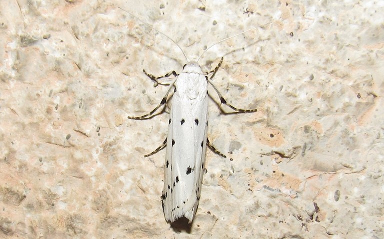 Papillons - Le crible - Coscinia cribraria