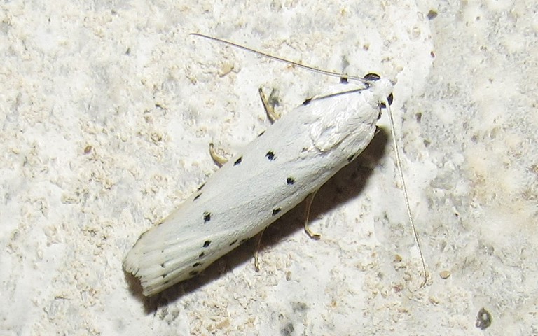 Papillons - Le crible - Coscinia cribraria