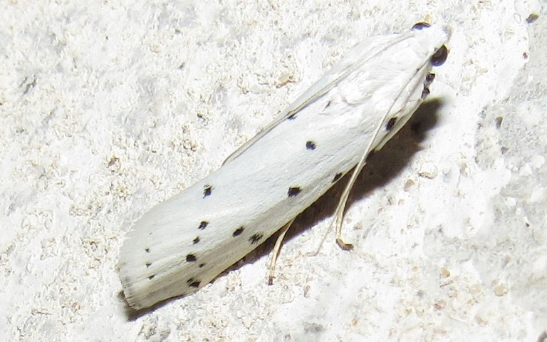 Papillons - Le crible - Coscinia cribraria