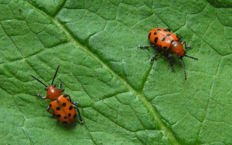 Criocère à 12 points - Crioceris duodecimpunctata