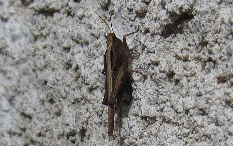 Criquet - Criquet à long corselet - Tetrix subulata