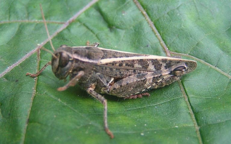 Criquet - Le calloptène italien - Calliptamus italicus