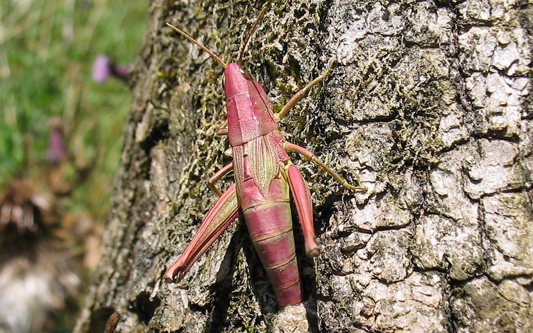 Criquet - Le criquet des clairières - Chrysochraon dispar