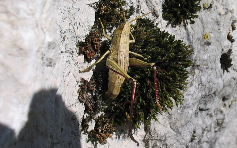 Criquet - Le criquet des clairières - Chrysochraon dispar