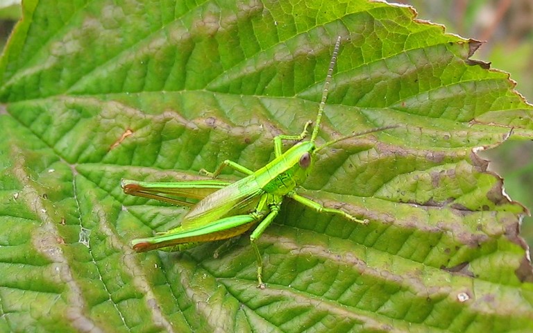 Criquet - Le criquet des genevriers - Euthystira brachyptera