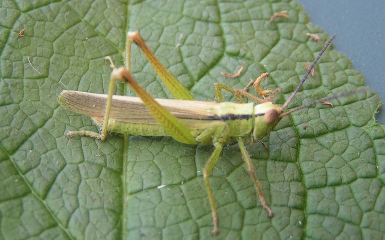 Criquet - Criquet des roseaux – Mecostehthus parapleurus