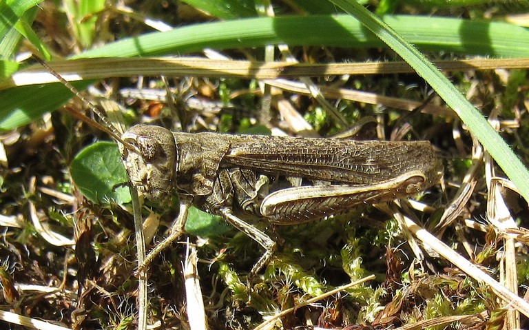 Criquet - Le criquet mélodieux - Chorthippus biguttulus