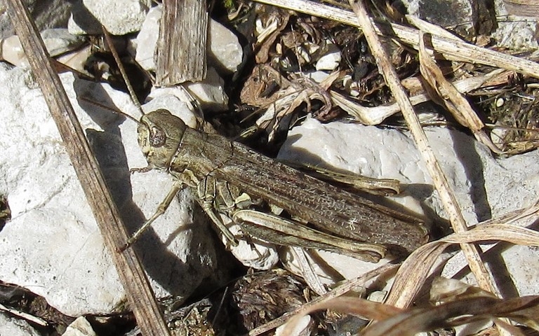 Criquet - Le criquet duettiste - Chorthippus brunneus