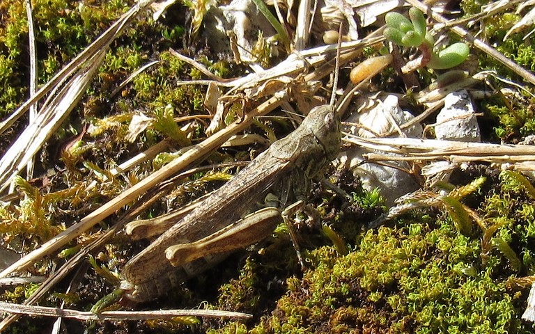 Criquet - Le criquet duettiste - Chorthippus brunneus