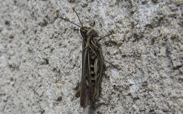 Criquet - Le criquet duettiste - Chorthippus brunneus