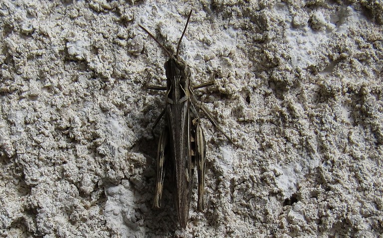 Criquet - Le criquet mélodieux - Chorthippus biguttulus