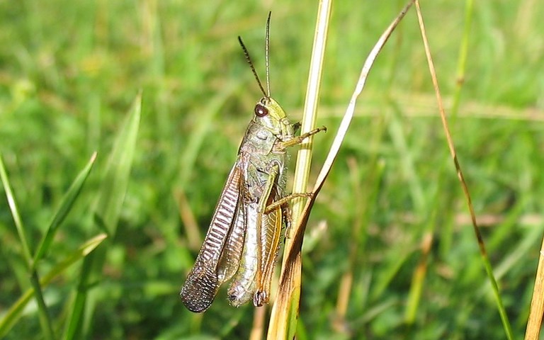 Criquet - Le criquet jacasseur - Stauroderus scalaris