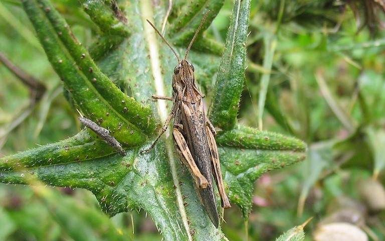 Criquet - Le criquet mélodieux - Chorthippus biguttulus