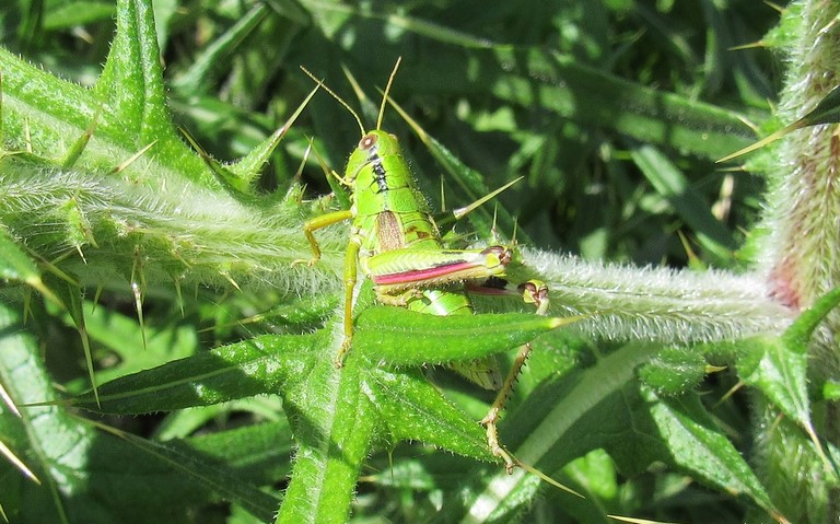 Criquet - Miramelle alpestre - Miramella alpina