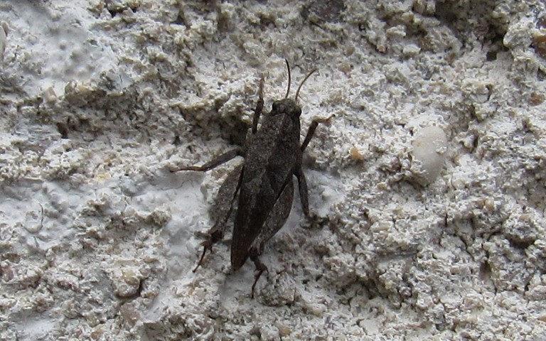 Criquet - Le tetrix des sablières - Tetrix bipunctata