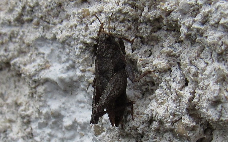 Criquet - Le tetrix des sablières - Tetrix bipunctata