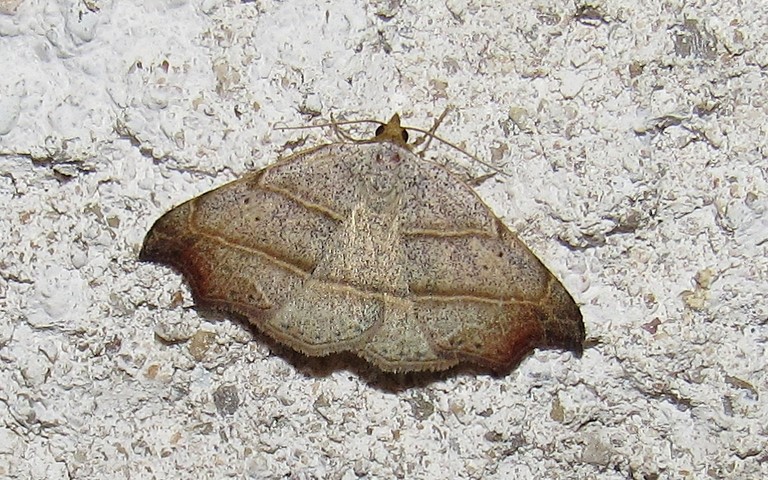 Papillons - Le crochet - Laspeyria flexula