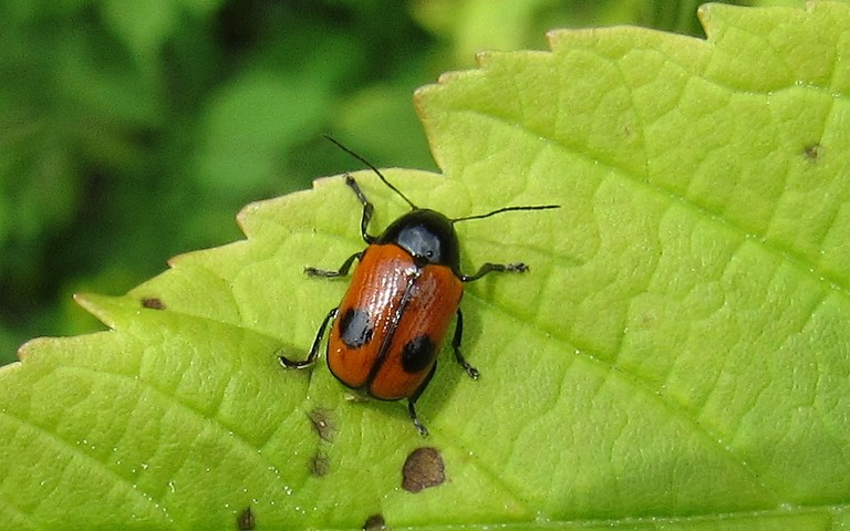 Cryptocéphale à 2 points - Cryptocephalus bipunctatus