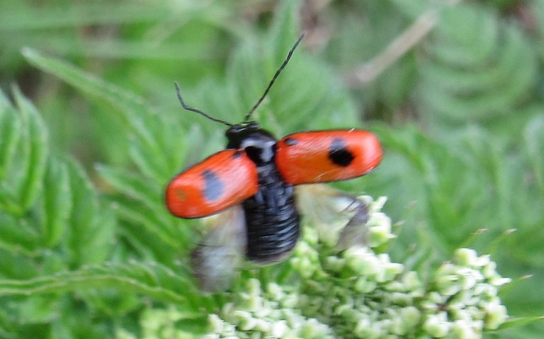 Cryptocephale a 2 points - Cryptocephalus bipunctatus