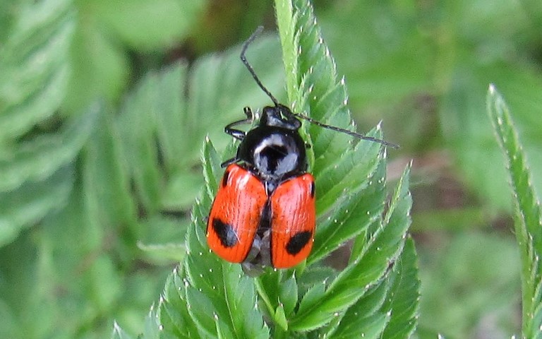 Cryptocéphale à 2 points - Cryptocephalus bipunctatus