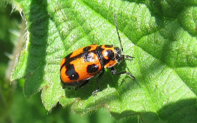 Cryptocéphale à 6 points - Cryptocephalus sexpunctatus