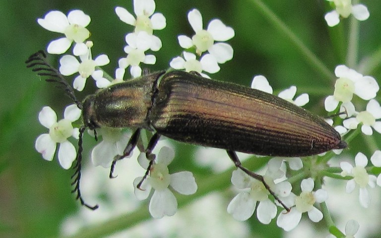 Ctenicera Cuprea - Mâle