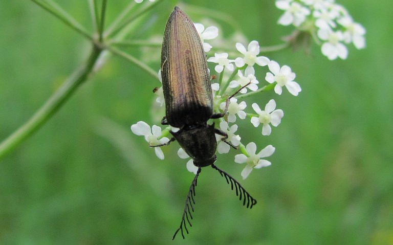 Ctenicera Cuprea - Mâle