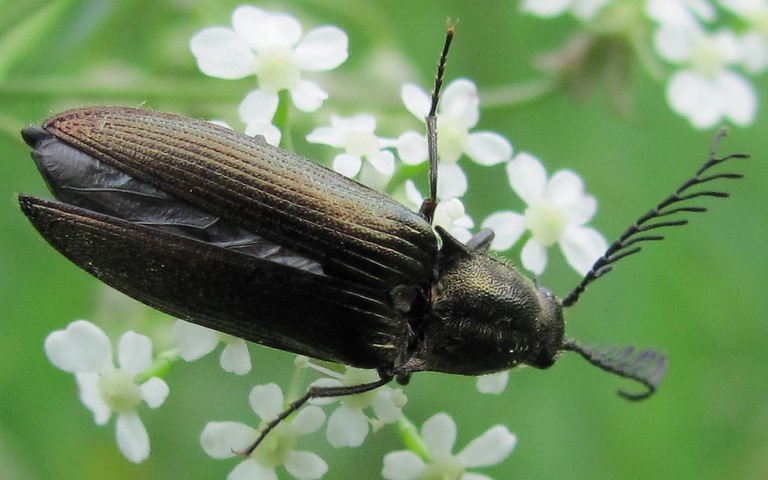 Ctenicera Cuprea - Mâle