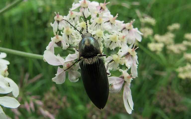 Ctenicera Cuprea - Femelle