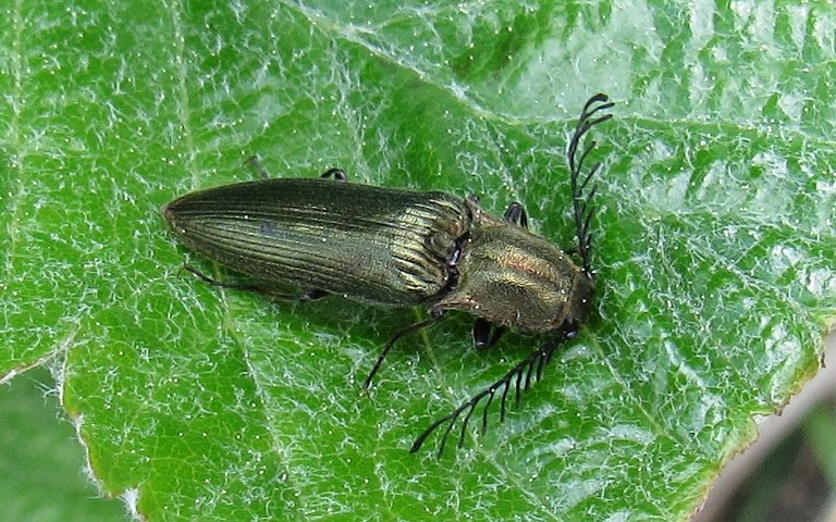 Ctenicera pectinicornis - Mâle