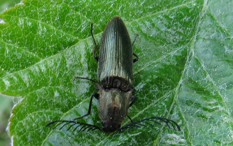 Ctenicera pectinicornis - Mâle