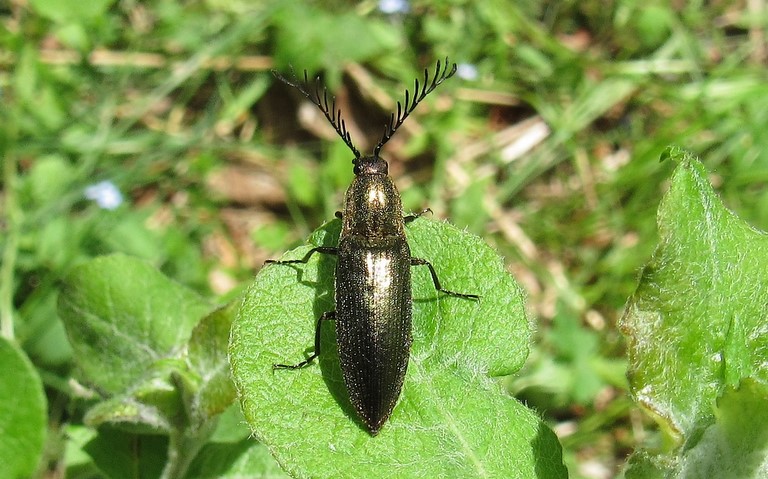 Coléoptères - Elateroides - Ctenicera pectinicornis - Mâle