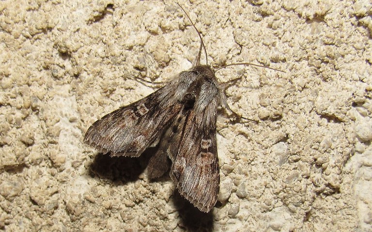 Papillons - La cucullie de la perlière - Cucullia gnaphalii