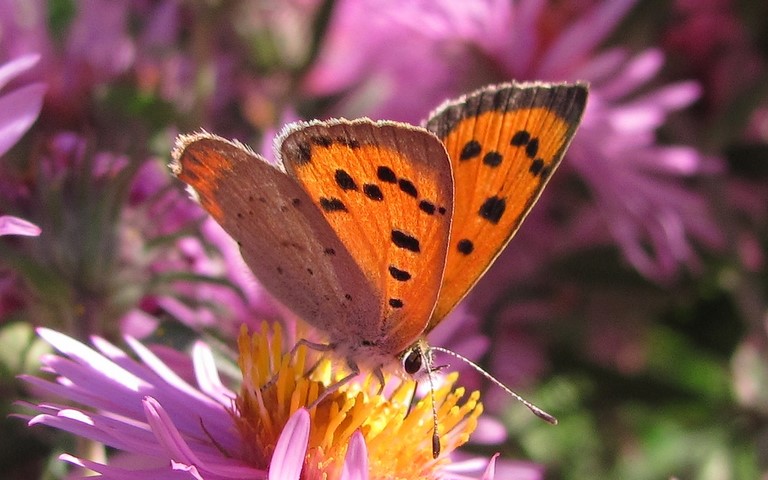 Papillons - Cuivré commun - Lycaena phlaeas