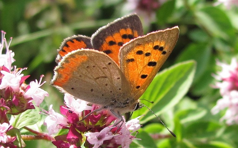 Papillons - Cuivré commun - Lycaena phlaeas