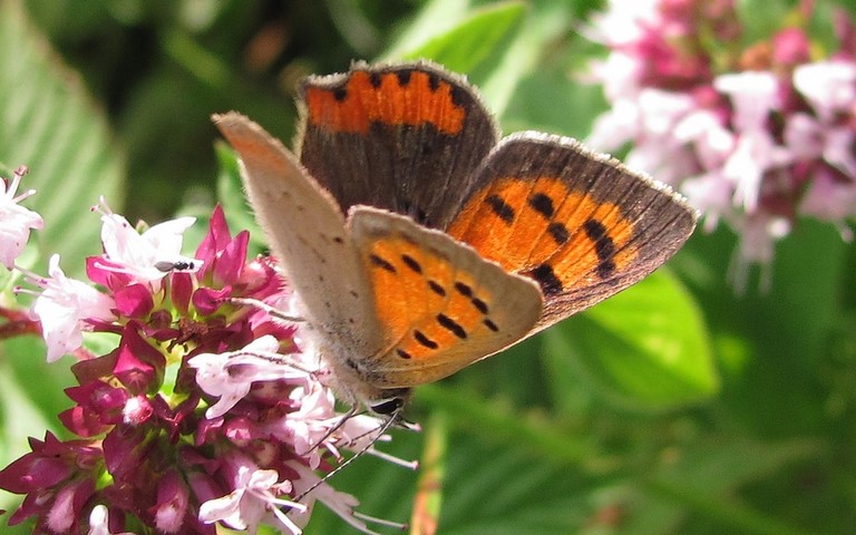 Papillons - Cuivré commun - Lycaena phlaeas