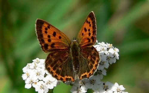 Papillons - Cuivré commun - Lycaena Phlaeas