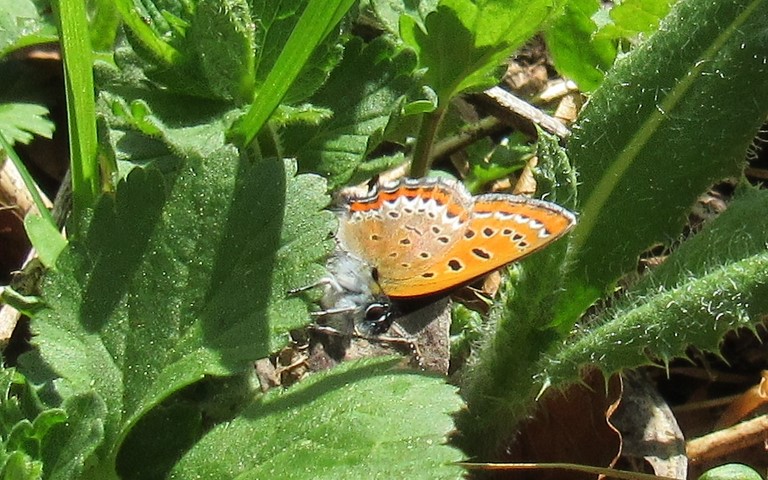 Papillons - Cuivré de la bistorte - Lycaena helle