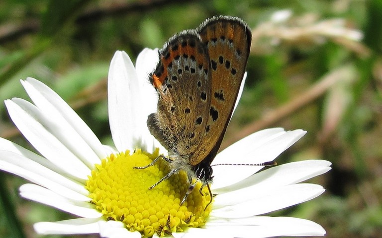 Papillons - Cuivré de la bistorte - Lycaena helle