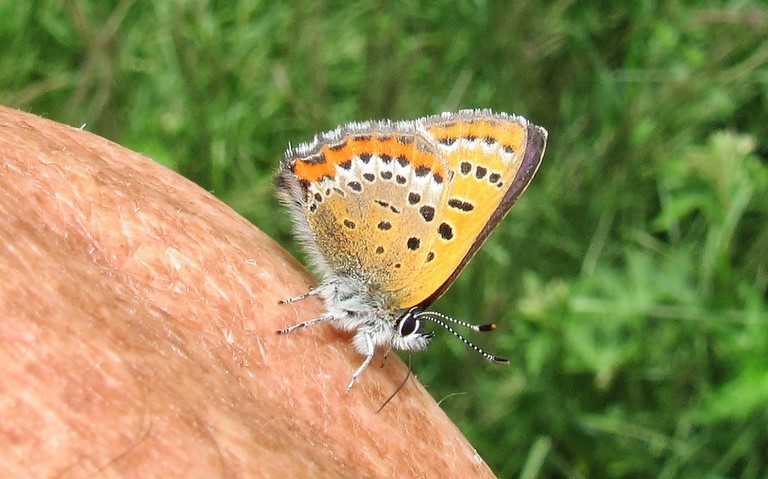 Papillons - Cuivré de la bistorte - Lycaena helle