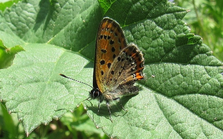 Papillons - Cuivré de la bistorte - Lycaena helle