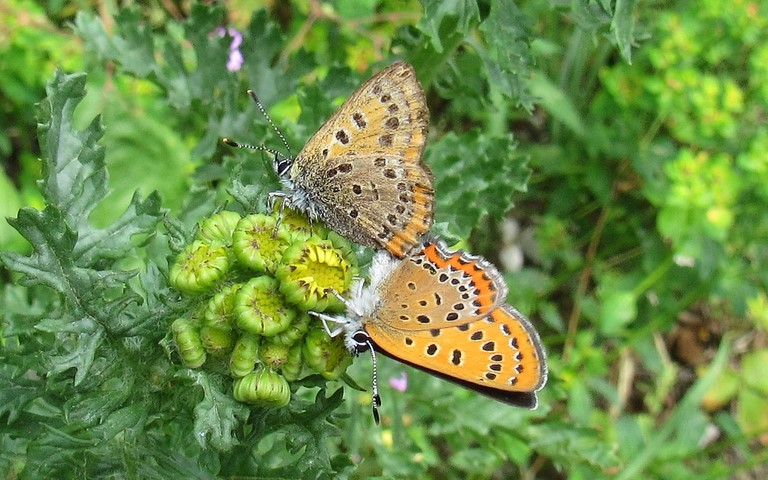 Papillons - Cuivré de la bistorte - Lycaena helle