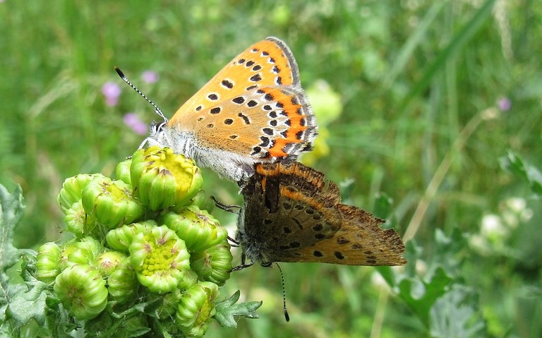 Papillons - Cuivré de la bistorte - Lycaena helle