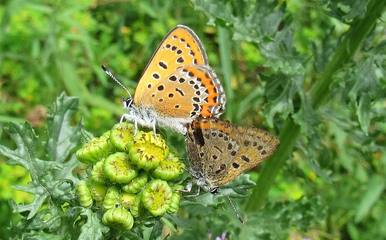 Papillons - Cuivré de la bistorte - Lycaena helle