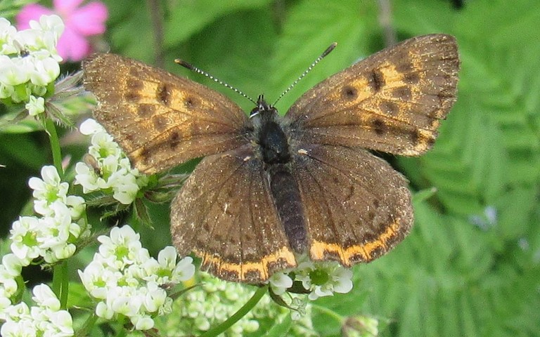 Papillons - Cuivré de la bistorte - Lycaena helle - Femelle