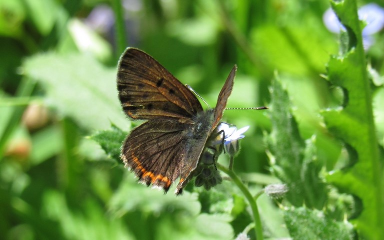 Papillons - Cuivré de la bistorte - Helleia helle - Femelle