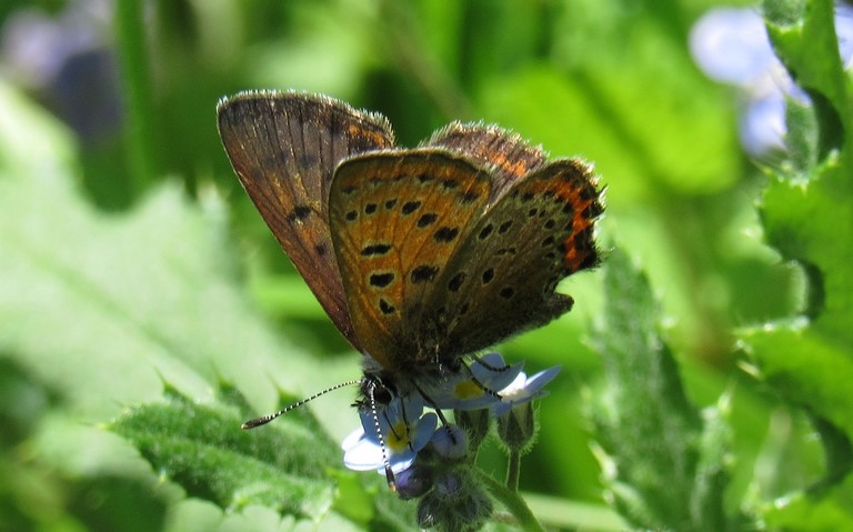 Papillons - Cuivré de la bistorte - Lycaena helle - Femelle