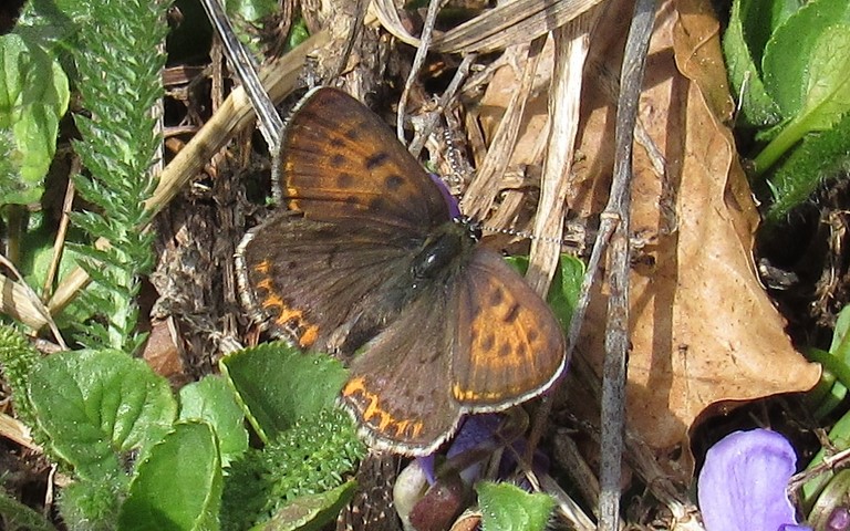 Papillons - Cuivré de la bistorte - Lycaena helle - Femelle